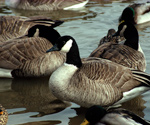 Canadian Geese