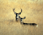 Two mule deer