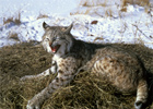 Bobcat