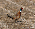 Pheasant by Aaron Foster