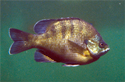 Bluegill