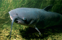 Channel Catfish